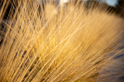 食色性也原文 食色性也原文
